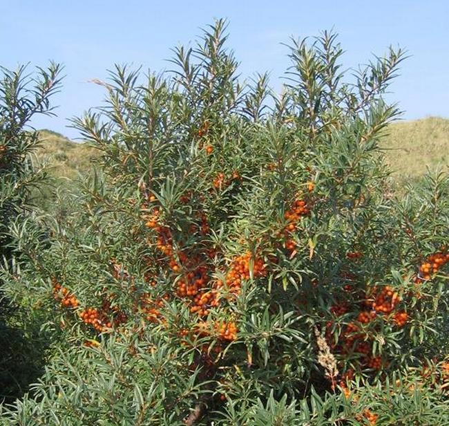 支付宝蚂蚁森林沙棘被抢光:可以吃 但得等明年冬天